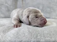 Pippa, a female Weimaraner for sale in Bois D Arc, MO – Photo 3 of 10