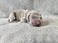 Pippa, a female Weimaraner for sale in Bois D Arc, MO – Photo 5 of 10