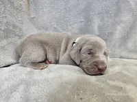 Pippa - AKC, a female Weimaraner for sale in Bois D Arc, MO – Photo 8 of 10