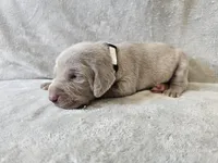 Pippa - AKC, a female Weimaraner for sale in Bois D Arc, MO – Photo 6 of 10