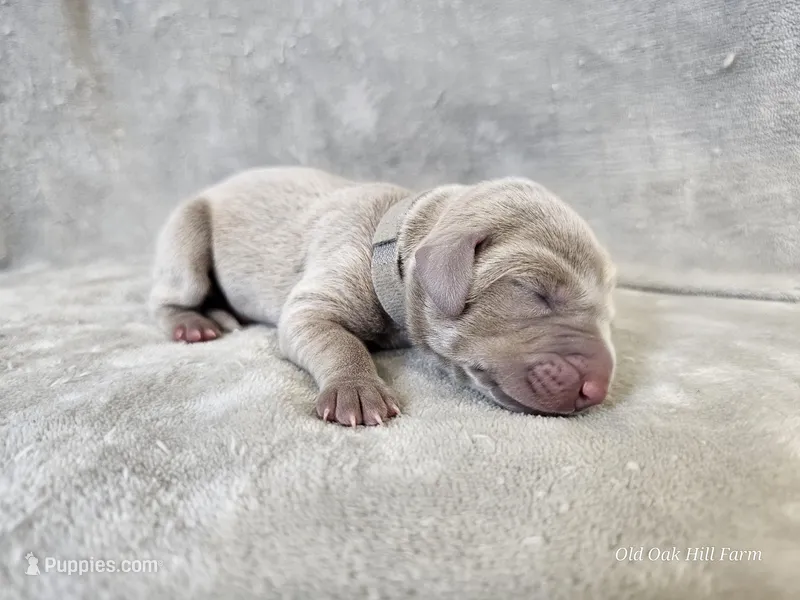 Pippa – Weimaraner puppy for sale in Bois D Arc, MO