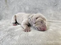 Pippa, a female Weimaraner for sale in Bois D Arc, MO – Photo 1 of 10