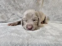 Pippa - AKC, a female Weimaraner for sale in Bois D Arc, MO – Photo 7 of 10