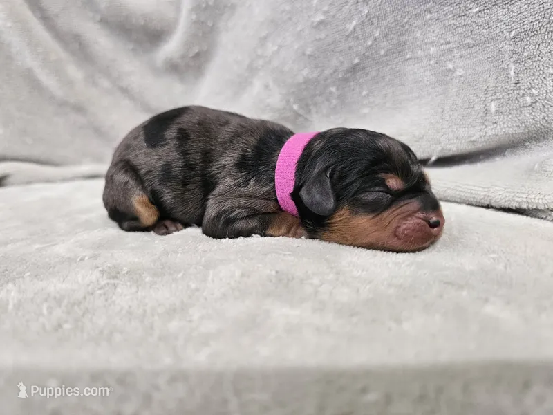 Runa - Blue Merle Phantom – Cavapoo puppy for sale in Bois D Arc, MO