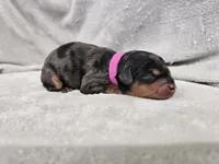Runa - Blue Merle Phantom, a female Cavapoo for sale in Bois D Arc, MO – 1 of 10
