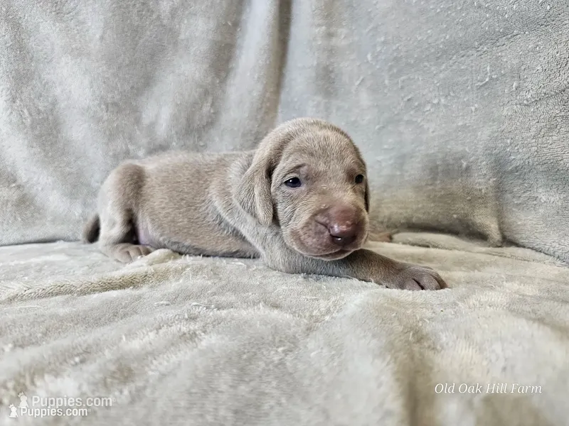 Kincaid - AKC, a male Weimaraner for sale in Bois D Arc, MO – 1 of 10