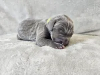Khaos- AKC, a male Weimaraner for sale in Bois D Arc, MO – 3 of 10