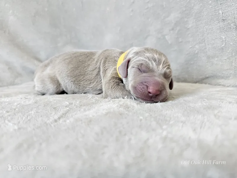 Krescent- AKC – Weimaraner puppy for sale in Bois D Arc, MO
