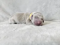 Krescent- AKC, a female Weimaraner for sale in Bois D Arc, MO – 1 of 10