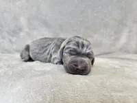 Khaos- AKC, a male Weimaraner for sale in Bois D Arc, MO – 4 of 10