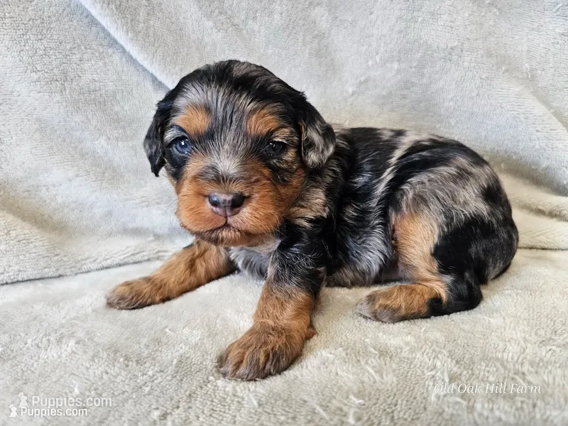 Rielle- Blue Merle Phantom – Cavapoo puppy for sale in Bois D Arc, MO