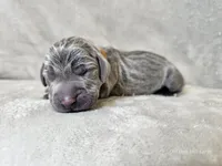 Khaizer - AKC, a male Weimaraner for sale in Bois D Arc, MO – 3 of 10