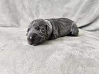 Skye - AKC, a female Weimaraner for sale in Bois D Arc, MO – 3 of 10