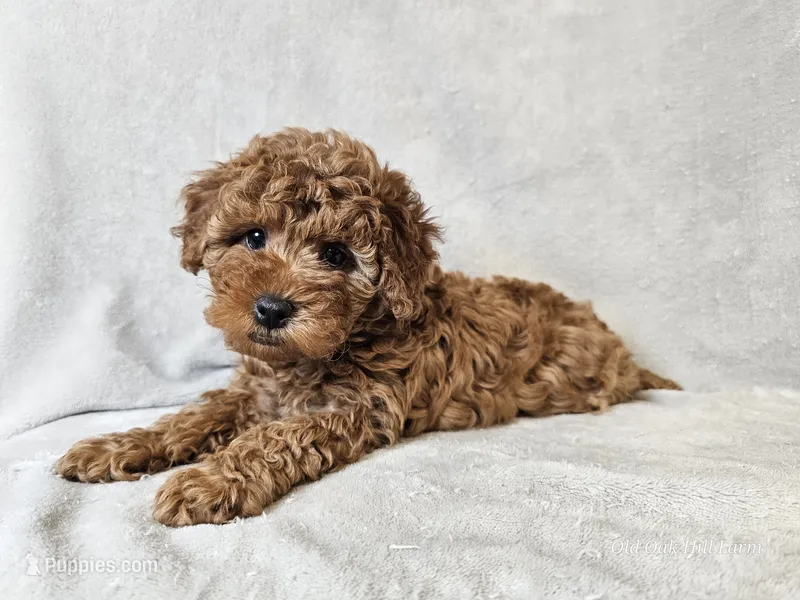 Adelaide – Poodle - Miniature  puppy for sale in Bois D Arc, MO