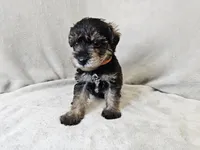 Cassian, a male Schnoodle for sale in Bois D Arc, MO – 2 of 10