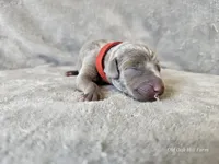 Kashmir - AKC, a female Weimaraner for sale in Bois D Arc, MO – 9 of 10