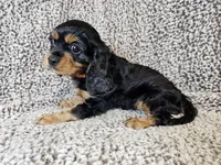 Duke - FULL AKC, a male Cavalier King Charles Spaniel for sale in Bois D Arc, MO – 4 of 10