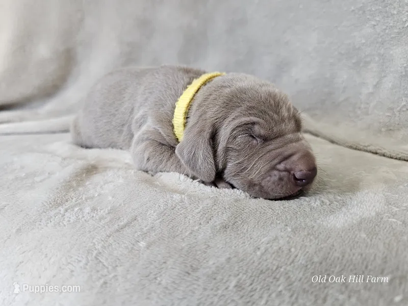Krescent- AKC – Weimaraner puppy for sale in Bois D Arc, MO