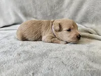 Morrigan , a female Schnoodle for sale in Bois D Arc, MO – 6 of 10
