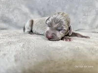 Kashmir - AKC, a female Weimaraner for sale in Bois D Arc, MO – 4 of 10