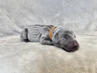 Khaizer - AKC, a male Weimaraner for sale in Bois D Arc, MO – 8 of 10