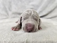 Suri - AKC, a female Weimaraner for sale in Bois D Arc, MO – 3 of 10