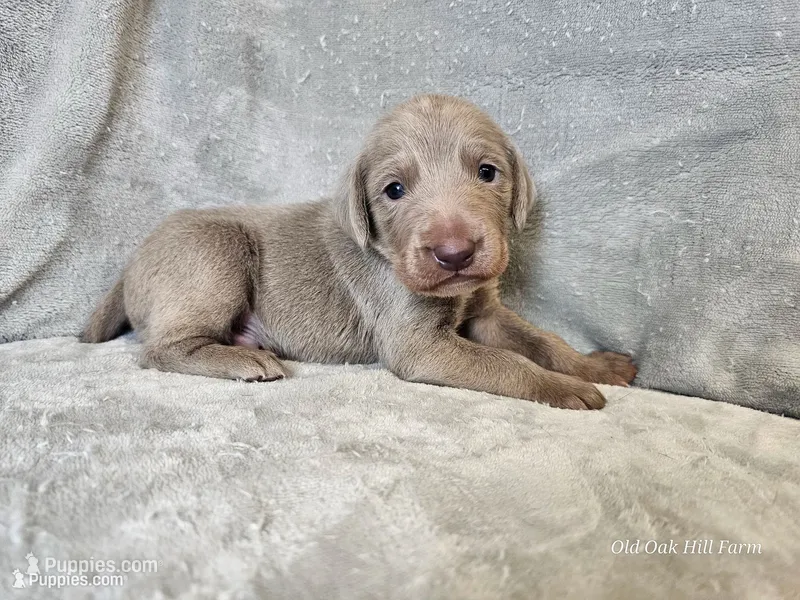 Crix - AKC – Weimaraner puppy for sale in Bois D Arc, MO