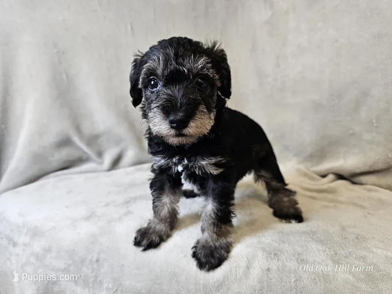 Rhysand – Schnoodle puppy for sale in Bois D Arc, MO