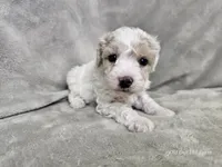 Yeti, a male Poochon for sale in Bois D Arc, MO – 7 of 10