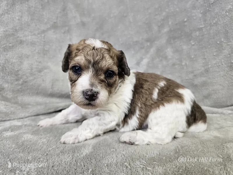 Pixel, a male Poochon for sale in Bois D Arc, MO – 1 of 10