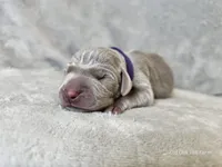 Kamea - AKC, a female Weimaraner for sale in Bois D Arc, MO – 5 of 10