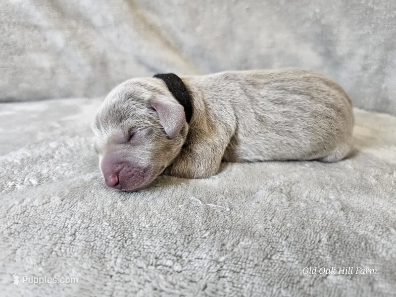Kincaid - AKC – Weimaraner puppy for sale in Bois D Arc, MO