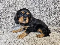 Duke - FULL AKC, a male Cavalier King Charles Spaniel for sale in Bois D Arc, MO – 6 of 10
