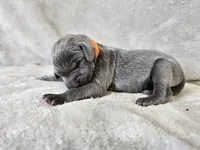 Kobalt- AKC, a male Weimaraner for sale in Bois D Arc, MO – 8 of 10