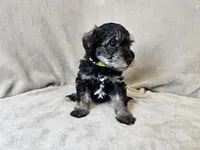 Rhysand, a male Schnoodle for sale in Bois D Arc, MO – 10 of 10