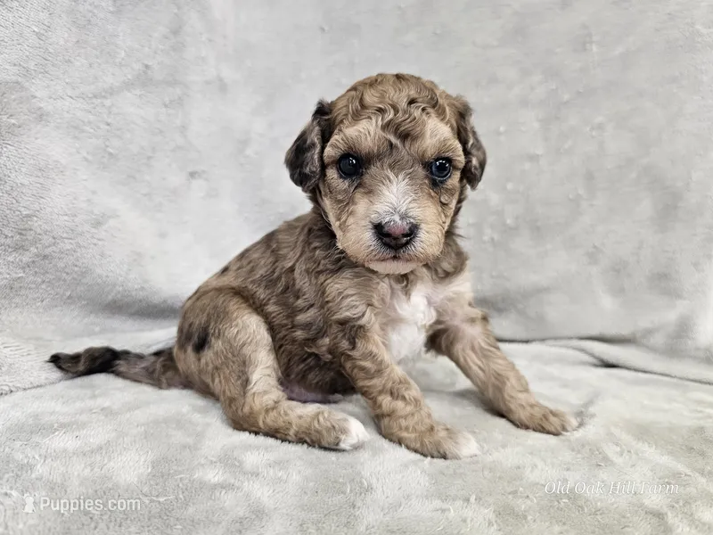 Mosaic – Poochon puppy for sale in Bois D Arc, MO