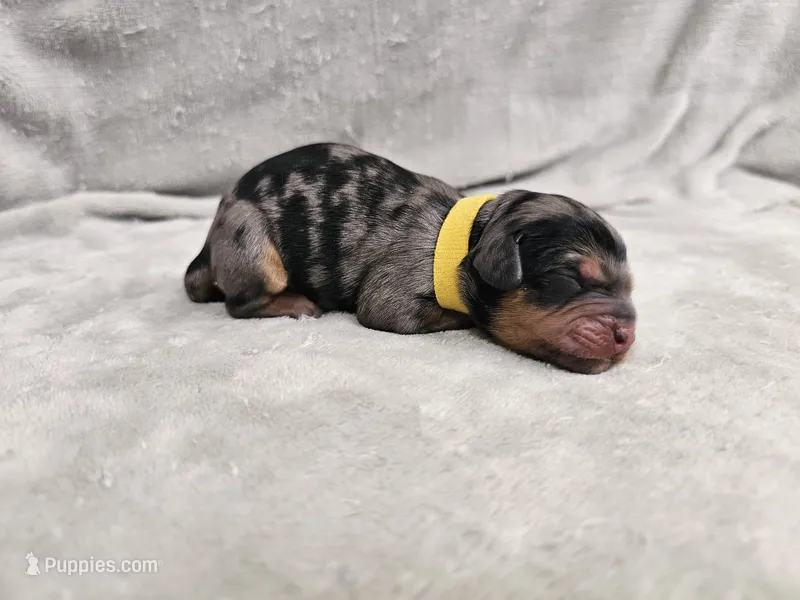 Rielle- Blue Merle Phantom – Cavapoo puppy for sale in Bois D Arc, MO
