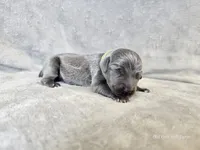 Cayson - AKC, a male Weimaraner for sale in Bois D Arc, MO – 8 of 10