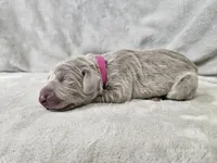 Suri - AKC, a female Weimaraner for sale in Bois D Arc, MO – 8 of 10