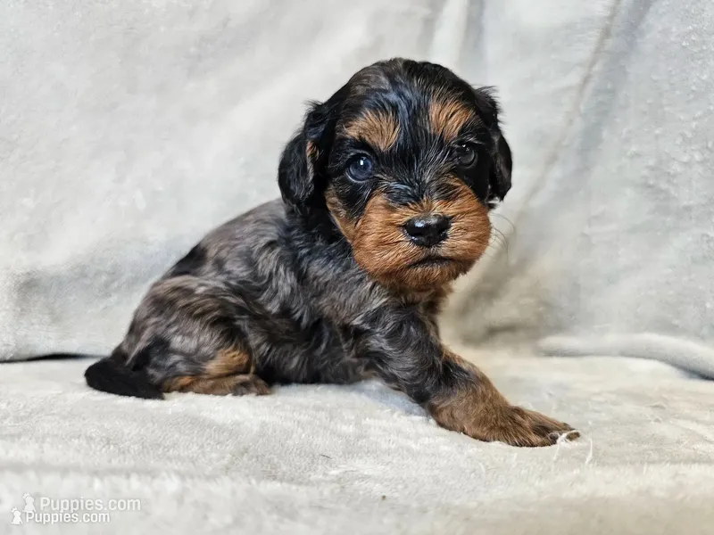 Runa - Blue Merle Phantom – Cavapoo puppy for sale in Bois D Arc, MO