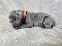 Kobalt- AKC, a male Weimaraner for sale in Bois D Arc, MO – 9 of 10