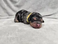 Rielle- Blue Merle Phantom, a female Cavapoo for sale in Bois D Arc, MO – 3 of 10