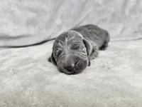Skye - AKC, a female Weimaraner for sale in Bois D Arc, MO – 7 of 10