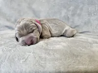 Kinzleigh - AKC, a female Weimaraner for sale in Bois D Arc, MO – 3 of 10