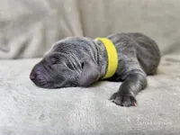 Macy - AKC, a female Weimaraner for sale in Bois D Arc, MO – 10 of 10