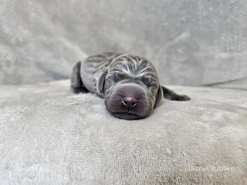 Khaizer - AKC – Weimaraner puppy for sale in Bois D Arc, MO