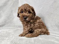 Adelaide - Full AKC, a female Poodle - Miniature  for sale in Bois D Arc, MO – 5 of 10