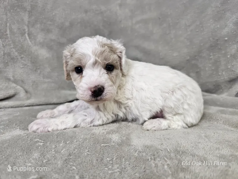 Yeti – Poochon puppy for sale in Bois D Arc, MO