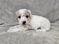 Yeti, a male Poochon for sale in Bois D Arc, MO – 1 of 10