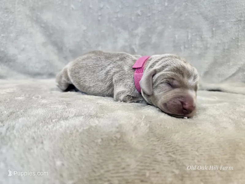 Kinzleigh - AKC – Weimaraner puppy for sale in Bois D Arc, MO